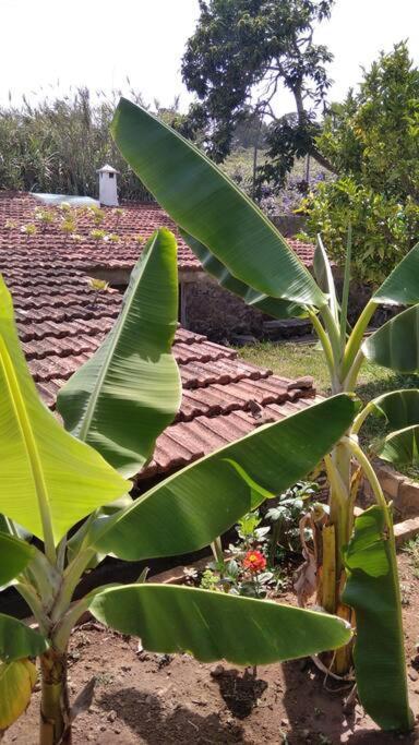 Rural House To Take A Break, La Serreria 25 - Private Garden Такоронте Экстерьер фото